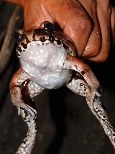 roteiro de uma viagem pela Amazonia