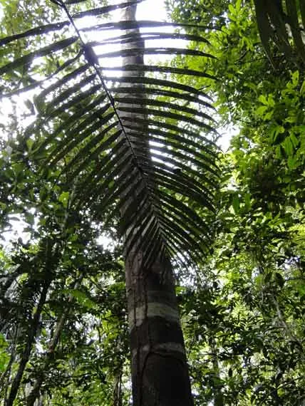 Caminhada passeio na floresta amazonica