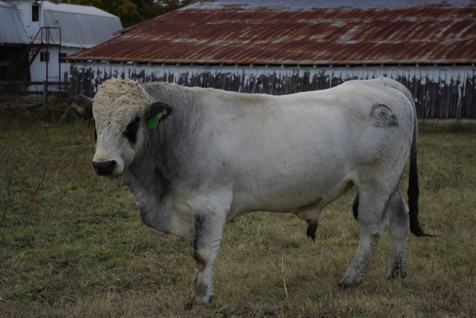 Jay Bean / Rutherford Co-op