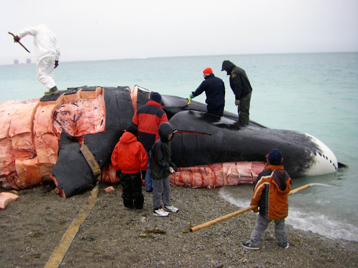 Inuit Whale Hunt