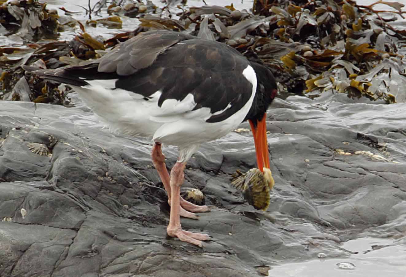 Ceredigion Birds Oystercatcher eating skills