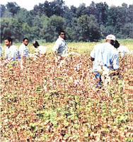 ebook Z39.50 : a premier on the protocol