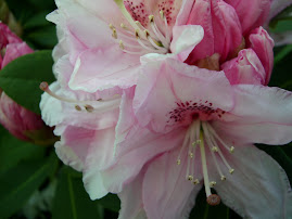 Rhododendron