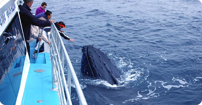 Gay Gold Coast Australia: Whale Watching is First Class Fun on