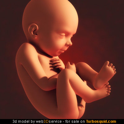 [fetus.jpg]