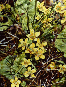 Yellow Marsh-Marigold
