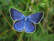 Borboleta Azul (Gaúcha)