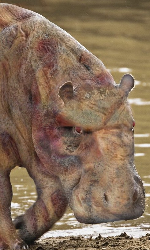 Zombie Squiggs: Zombie animals part 13 - Zombie Hippo