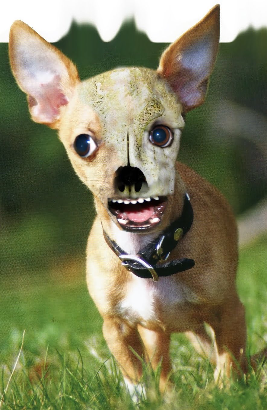 Zombie Squiggs: Zombie animals part 20 - Zombie Chihuahua