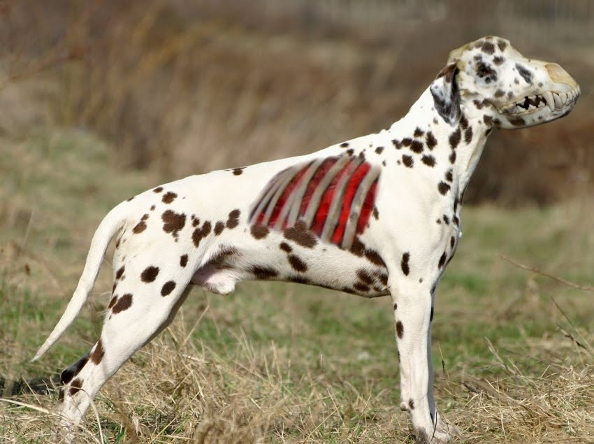 zomdalmatian.jpg