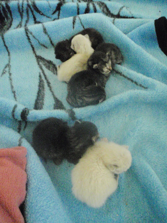 Newest family members!