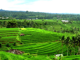 Paddy fields Jatiluwih Tabanan Regency