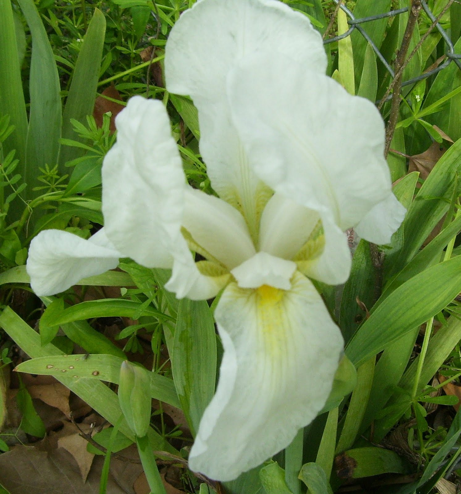 PeridotsGardenBlog The White Irises are Blooming!