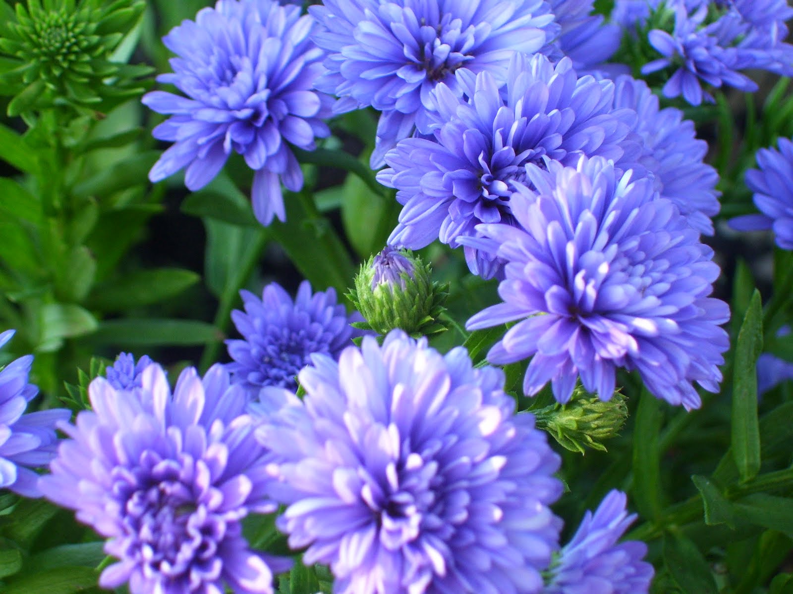 PeridotsGardenBlog Fall Flowers/Chrysanthemums and Asters!