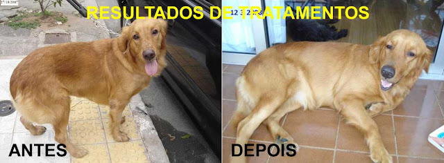 Resultado de imagem para fotos de caes com calazar