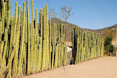 Cactus fence on road to Hierve el Agua