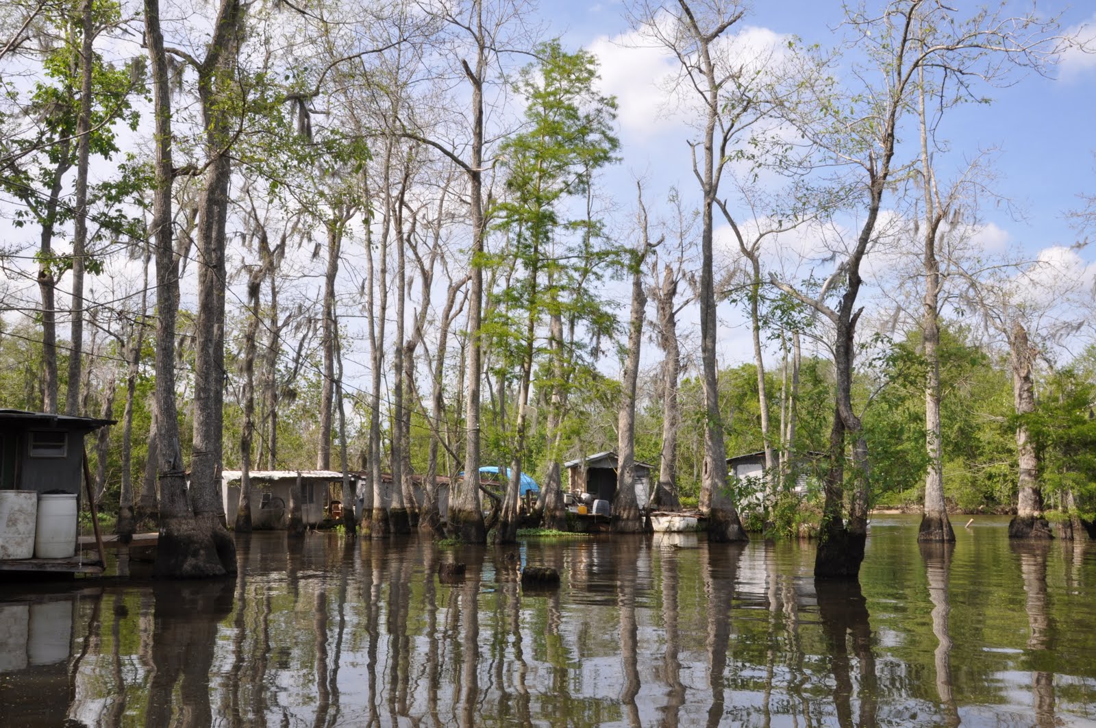 Jusrex's Wayward Blog The Honey Island Swamp