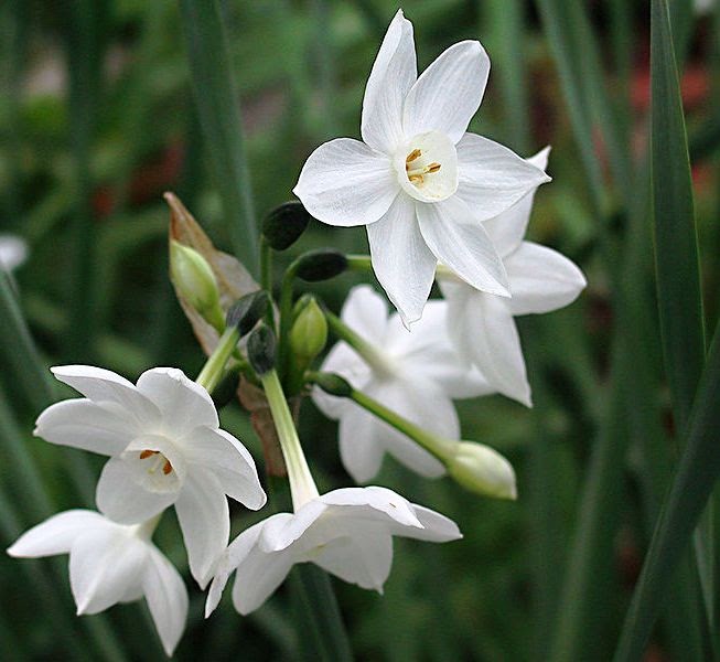 Dig It!: Narcissus: The December Birth Flower