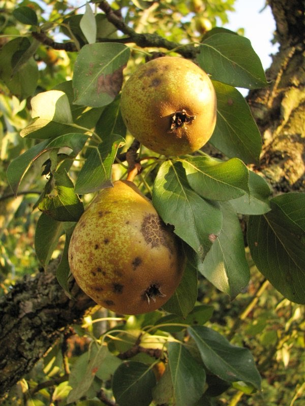 [web+pear+tree.jpg]