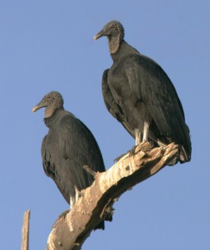 [BlackVulturesM.jpg]
