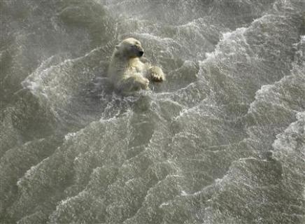 [Polar+bear+swimming+3.jpg]