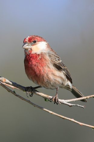 [house-finch-picture-branch-perching_10495.jpeg]