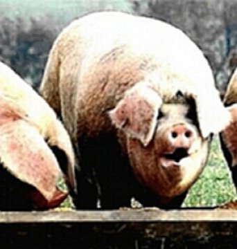 [pigs_trough.jpg]