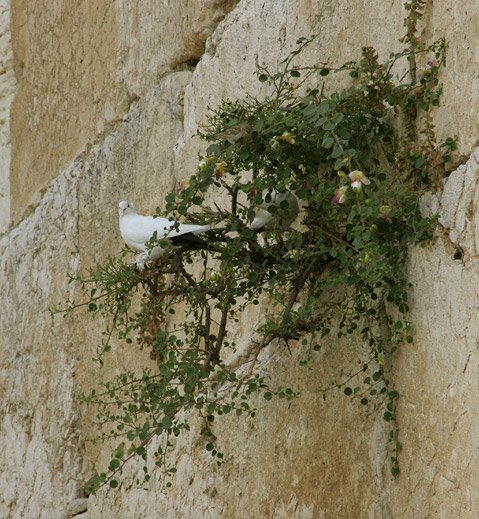 Jerusalém - Muro das Lamentações