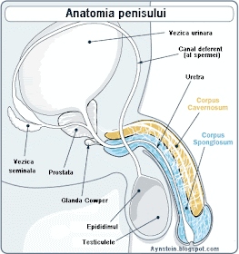 de ce tipul nu are penis