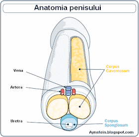 forma și structura penisului