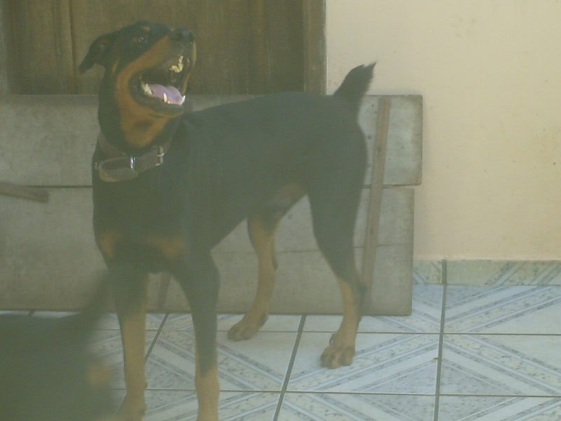 Mestiço doberman com rottweiler Clearance