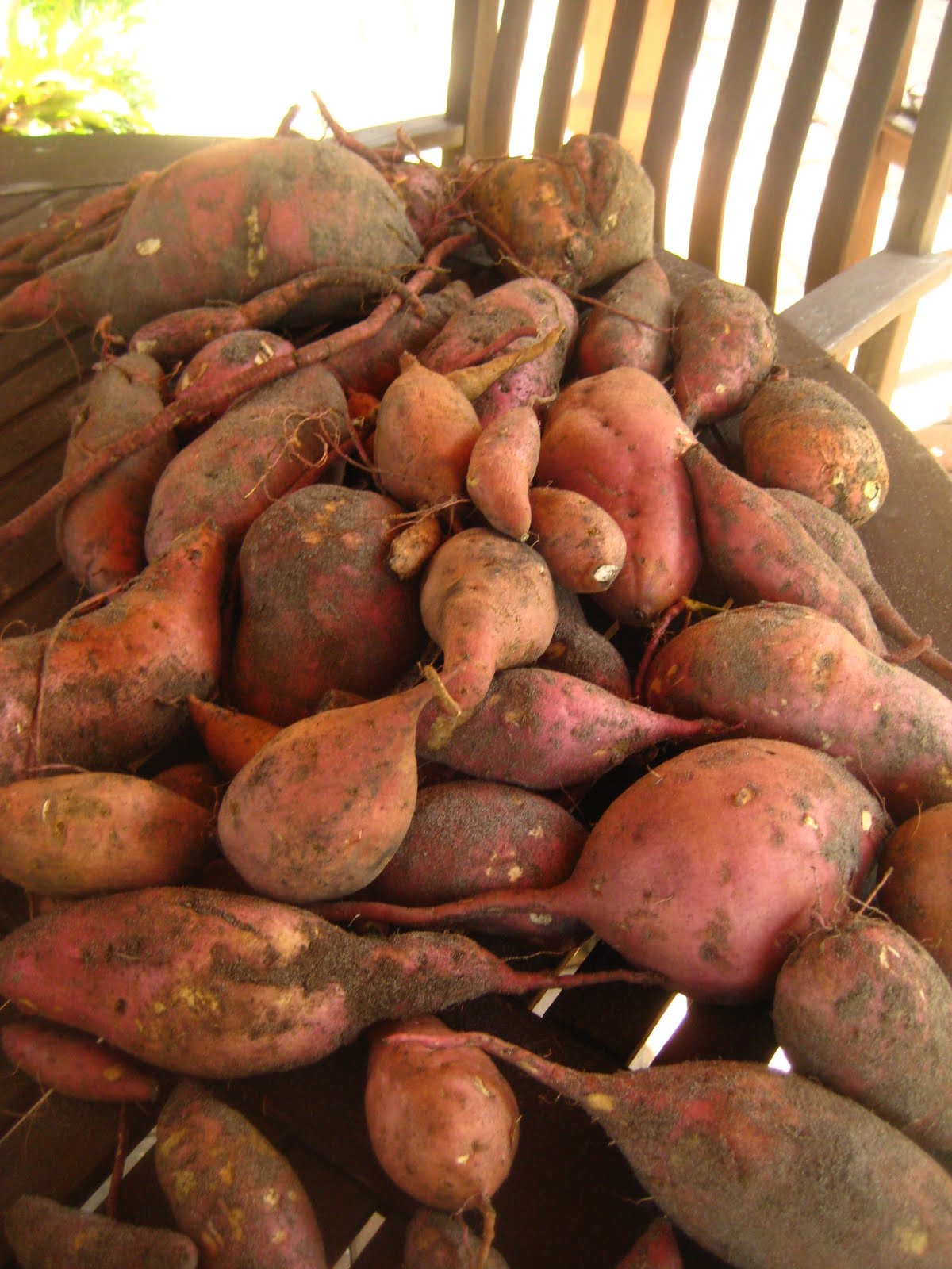 Gardening in Central Florida Sweet potato harvest, end of the summer season