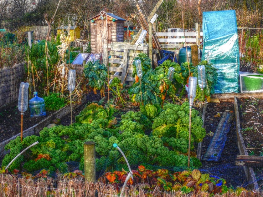 Kirklee gardens in winter - 1