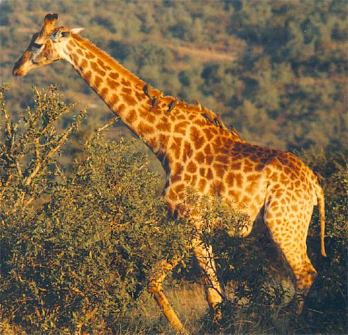 http://2.bp.blogspot.com/_rsaRBJEshVc/TAVKeMX6IUI/AAAAAAAAABk/9xuP38POo5o/s1600/giraffe.jpg