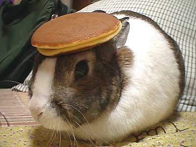 [rabbit_pancake.jpg]