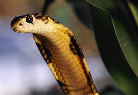 King Cobra main image 0