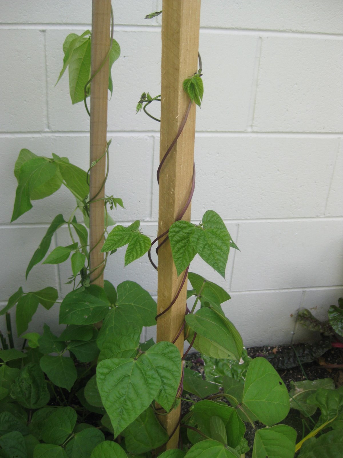 Sempiterna Me..... My climbing beans