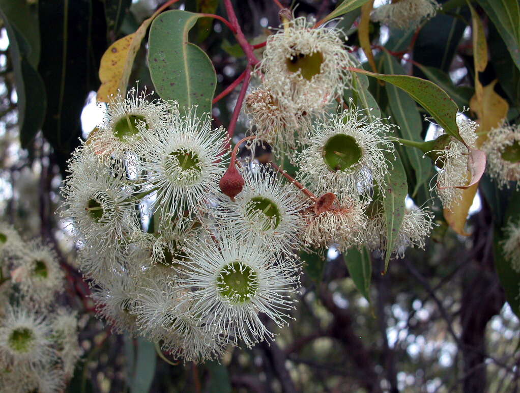ELLENBROOK BUSHLAND GROUP: in praise of Marri