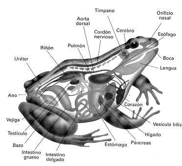 Anatomía interna de un anfibio