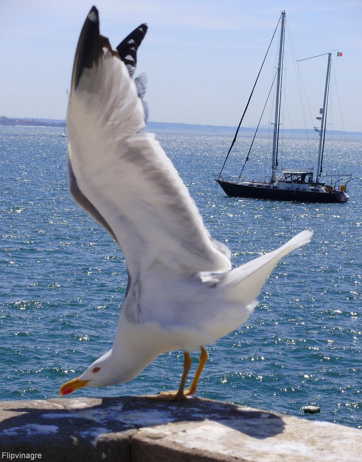 [gaivota+preguiçosa.JPG]