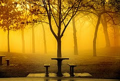 [jardim+amarelo+(2).jpg]