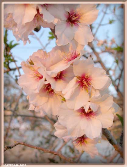 [amendoeira-flor-3.jpg]