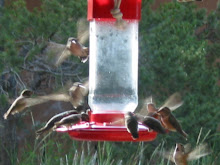 Hummingbird Swarm at Cottonwood B & B