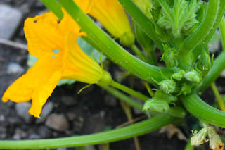 [yellowsquash.jpg]