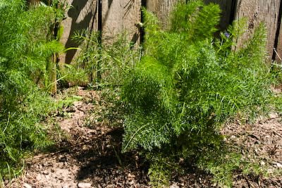 [garden-1-fennel-kalynskitchen.jpg]