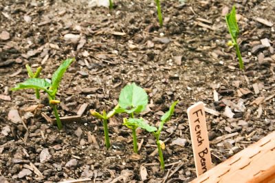 [garden-2-beans-kalynskitchen.jpg]