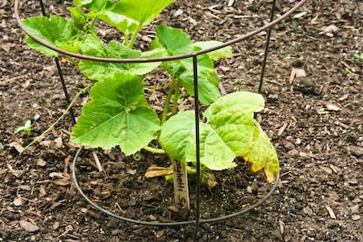 [garden-2-sp-squash-kalynskitchen.jpg]