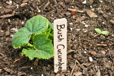 [garden-cucumber-kalynskitchen.jpg]