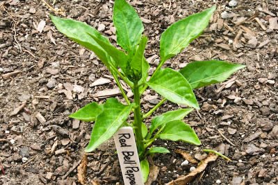 [garden-2-red-bell-kalynskitchen.jpg]