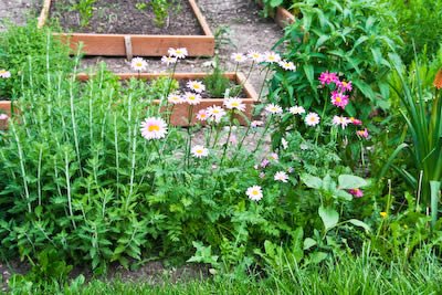 [garden-kalynskitchen.jpg]